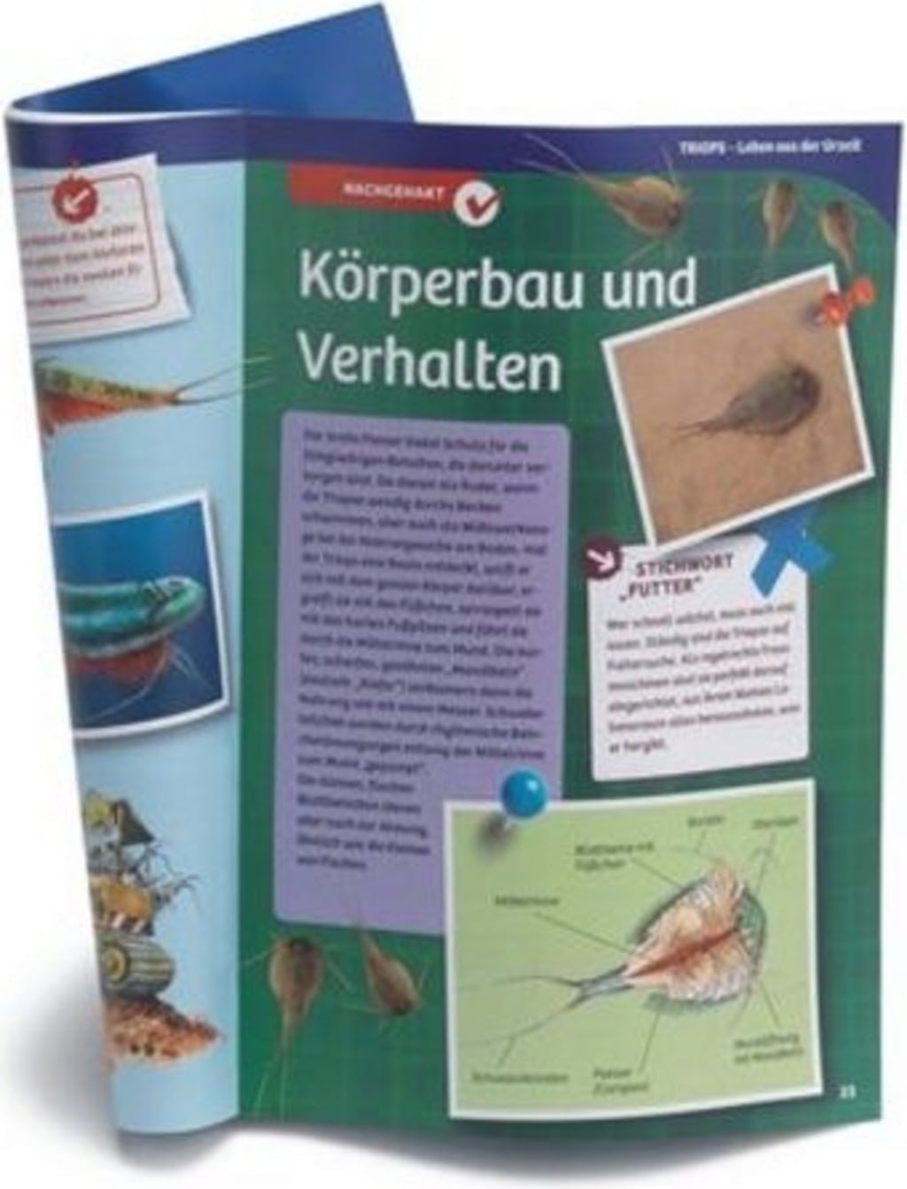 Triops-Welt: Leben aus der Urzeit (Tyska) - 1 st.