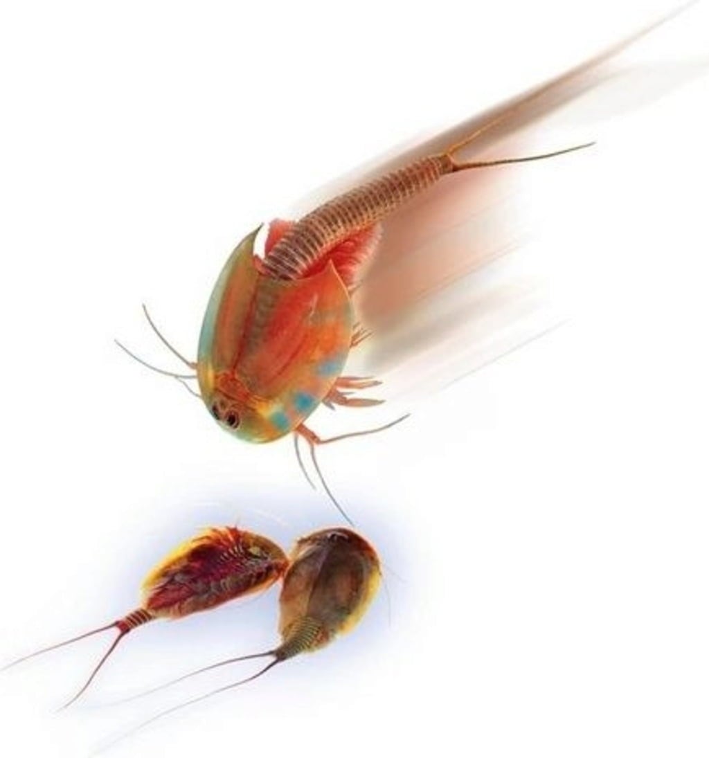 Clementoni Original Triops - Refillset - 1 st.