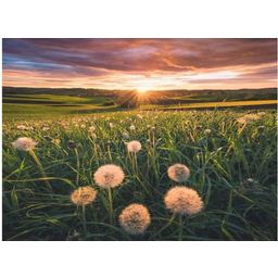Puzzle - Dandelions in the Sunset, 500 pieces