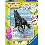 Malen nach Zahlen mit farbigen Motivlinien - Pferd am Strand