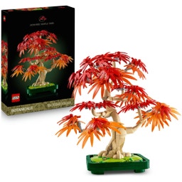 Botanicals - 10348 Japanischer Roter Ahorn