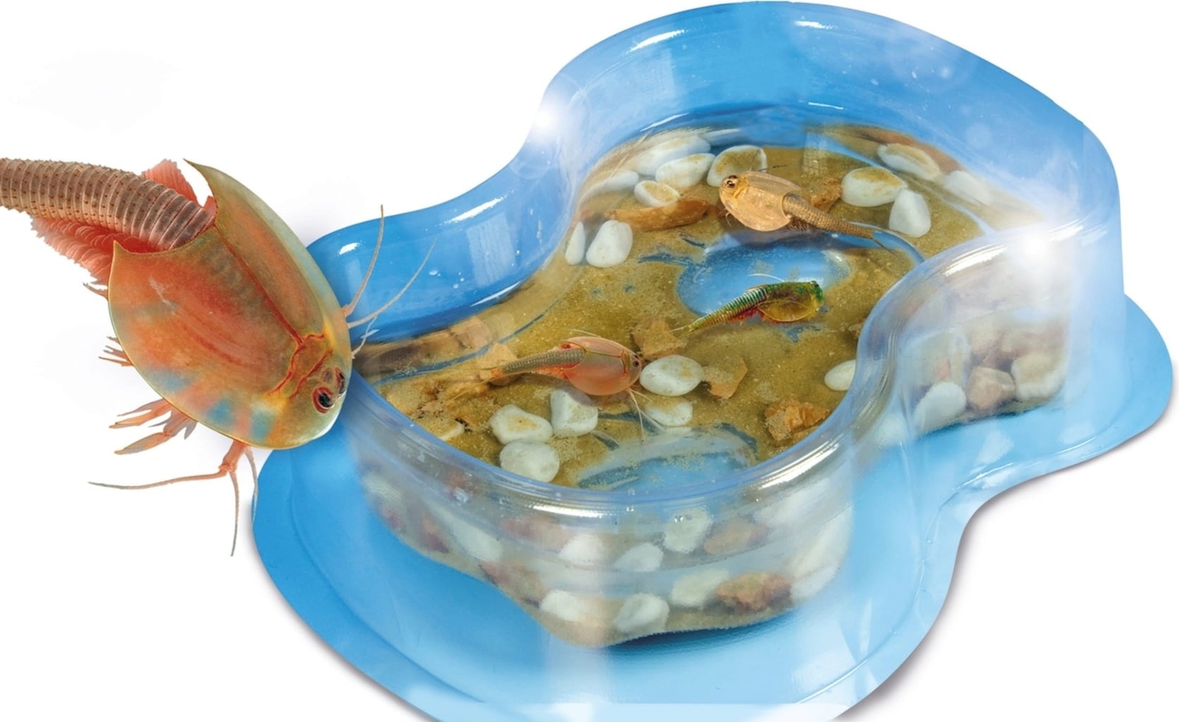 Clementoni Galileo - Original Triops - Starter Set - 1 Stk